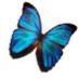 Lil Butterflies